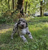 Brown merle female 2, a female Poodle - Standard  for sale in Battle Ground, WA – 2 of 8
