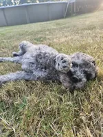 Blue Merle female 2, a female Goldendoodle for sale in Battle Ground, WA – 3 of 7