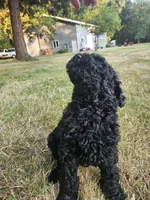 Black Female , a female Goldendoodle for sale in Battle Ground, WA – 5 of 5