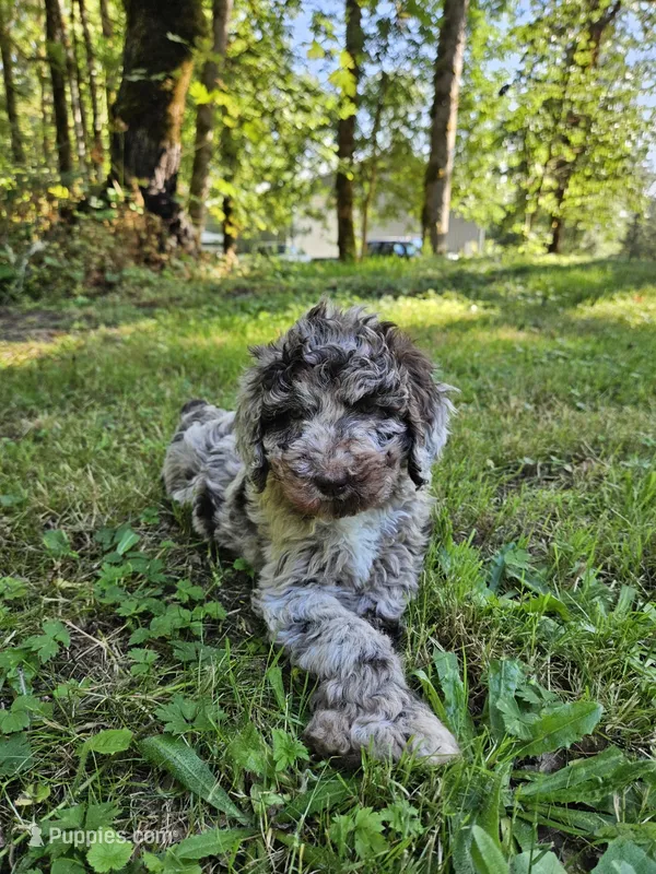 Brown merle female 2 – Poodle - Standard  puppy for sale in Battle Ground, WA