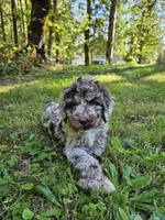Brown merle female 2, a female Poodle - Standard  for sale in Battle Ground, WA – 1 of 8