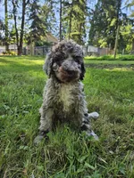Brown merle female 2, a female Poodle - Standard  for sale in Battle Ground, WA – 3 of 8