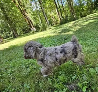 Brown Merle Female 1, a female Poodle - Standard  for sale in Battle Ground, WA – 6 of 9