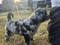 Blue Merle female 1, a female Goldendoodle for sale in Battle Ground, WA – 4 of 5