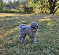 Blue Merle F1B Female, a female Goldendoodle for sale in Battle Ground, WA – 6 of 8