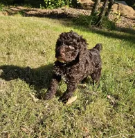 Brown Female , a female Poodle - Standard  for sale in Battle Ground, WA – 4 of 7