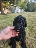 Black Female , a female Goldendoodle for sale in Battle Ground, WA – 3 of 5