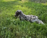 Brown merle female 2, a female Poodle - Standard  for sale in Battle Ground, WA – 7 of 8
