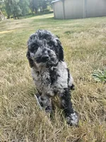 Blue Merle female 1, a female Goldendoodle for sale in Battle Ground, WA – 2 of 5