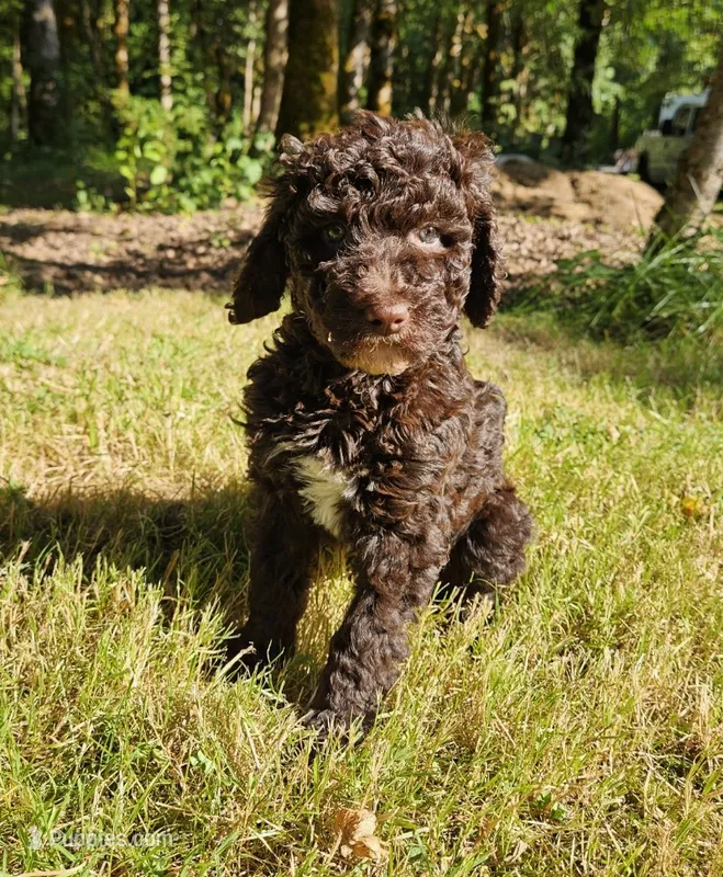 Brown Female  – Poodle - Standard  puppy for sale in Battle Ground, WA