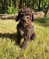Brown Female , a female Poodle - Standard  for sale in Battle Ground, WA – 1 of 7