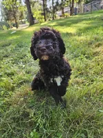 Brown Female , a female Poodle - Standard  for sale in Battle Ground, WA – 6 of 7