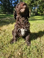Brown Female , a female Poodle - Standard  for sale in Battle Ground, WA – 3 of 7