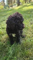Brown Female , a female Poodle - Standard  for sale in Battle Ground, WA – 5 of 7