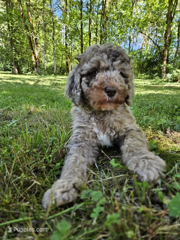 Brown Merle Female 1 – Poodle - Standard  puppy for sale in Battle Ground, WA