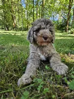 Brown Merle Female 1, a female Poodle - Standard  for sale in Battle Ground, WA – 1 of 9