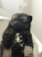 Pepper, a female Pomeranian for sale in Atlanta, GA – 3 of 5