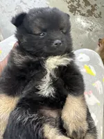 Bella, a female Pomeranian for sale in Atlanta, GA – 3 of 6