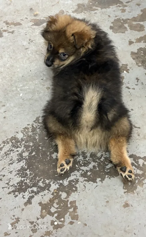 Brayson – Pomeranian puppy for sale in Atlanta, GA