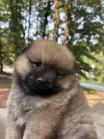 Button, a female Pomeranian for sale in Atlanta, GA – 4 of 6
