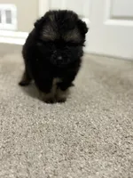 Pepper, a female Pomeranian for sale in Atlanta, GA – 2 of 5