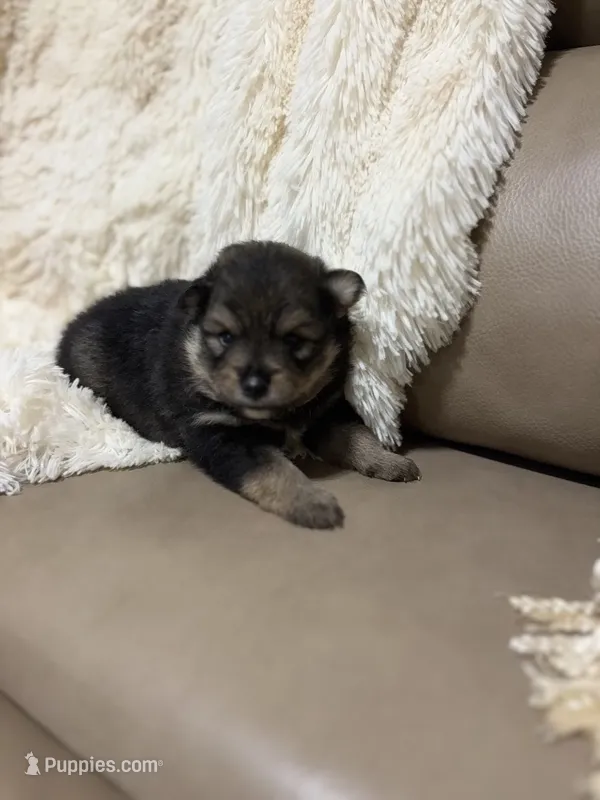Blossom – Pomeranian puppy for sale in Atlanta, GA