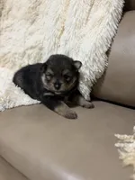 Blossom, a female Pomeranian for sale in Atlanta, GA – 1 of 5