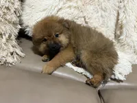 Button, a female Pomeranian for sale in Atlanta, GA – 8 of 9