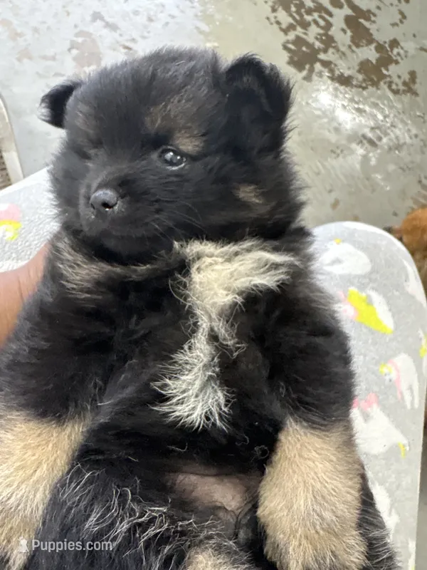 Bella – Pomeranian puppy for sale in Atlanta, GA