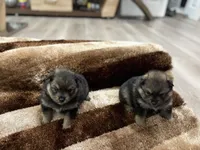 Blossom, a female Pomeranian for sale in Atlanta, GA – 4 of 5