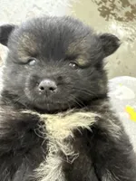 Bella, a female Pomeranian for sale in Atlanta, GA – 4 of 6