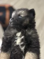 Pepper, a female Pomeranian for sale in Atlanta, GA – 1 of 5