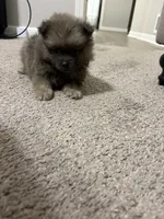 Gracie, a female Pomeranian for sale in Atlanta, GA – 3 of 3