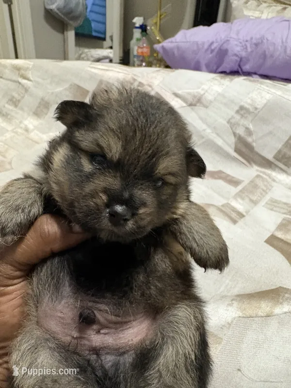 Brayson – Pomeranian puppy for sale in Atlanta, GA