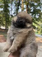 Button, a female Pomeranian for sale in Atlanta, GA – 6 of 6