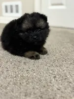 Pepper, a female Pomeranian for sale in Atlanta, GA – 5 of 5