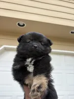 Bella, a female Pomeranian for sale in Atlanta, GA – 5 of 6