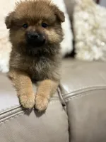 Button, a female Pomeranian for sale in Atlanta, GA – 1 of 9