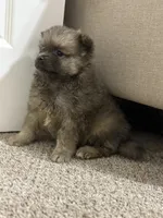 Gracie, a female Pomeranian for sale in Atlanta, GA – 1 of 3