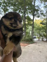 Brayson, a male Pomeranian for sale in Atlanta, GA – 2 of 4