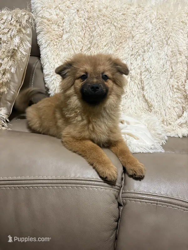 Button – Pomeranian puppy for sale in Atlanta, GA