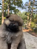 Button, a female Pomeranian for sale in Atlanta, GA – 3 of 6