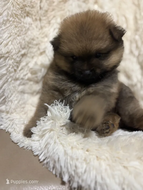 Button – Pomeranian puppy for sale in Atlanta, GA