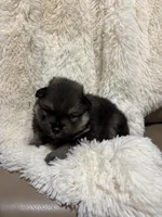 Brayson, a male Pomeranian for sale in Atlanta, GA – 3 of 4