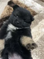 Bella, a female Pomeranian for sale in Atlanta, GA – 2 of 6