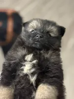 Pepper, a female Pomeranian for sale in Atlanta, GA – 4 of 5