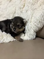 Blossom, a female Pomeranian for sale in Atlanta, GA – 2 of 5