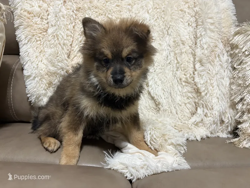 Brayson – Pomeranian puppy for sale in Atlanta, GA