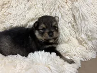 Blossom, a female Pomeranian for sale in Atlanta, GA – 5 of 5