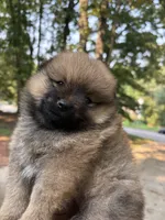 Button, a female Pomeranian for sale in Atlanta, GA – 5 of 6